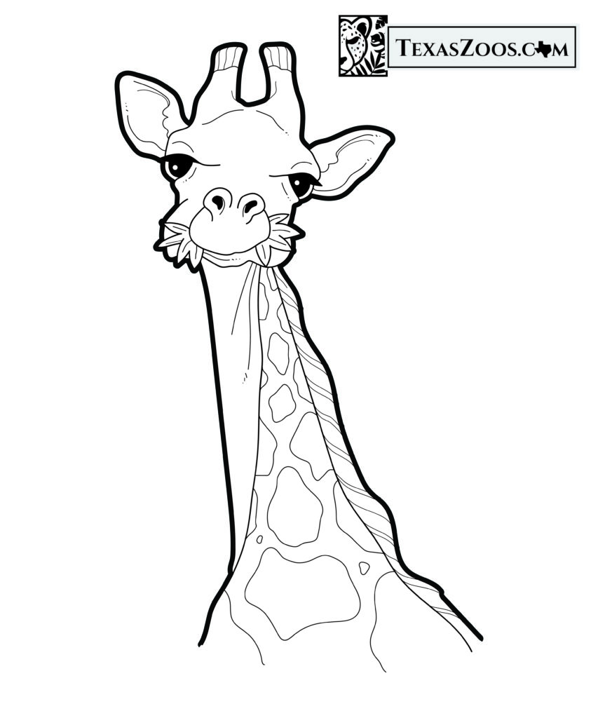 Giraffe coloring page - TexasZoos.com