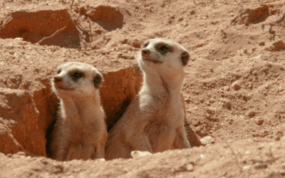 Gif of meerkats from the San Antonio Zoo